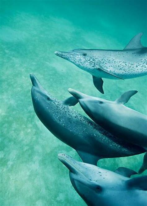 Spotted Dolphin Dolphins Sea Animals Ocean Creatures