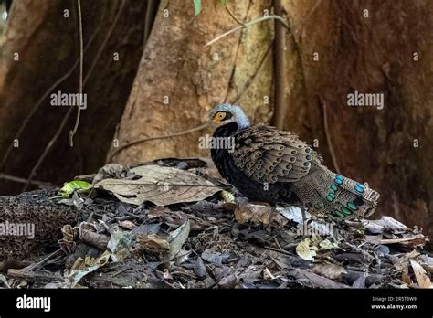 Malaysia Borneo Sabah Primary Forest Very Rare Picture Of A Bornean Peacock Pheasant