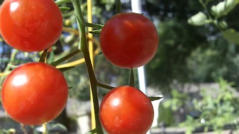 Height can also be reduced by tying the tomato bush to a stake 1.5 m high and then just allowing additional growth to flop over. Red Cherry Tomatoes - YouTube