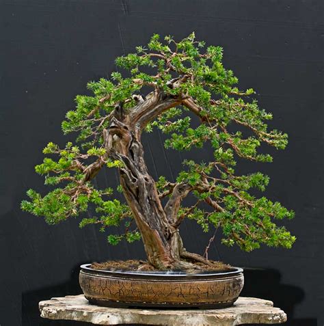 The 'ugly tree' becomes beautiful bonsai by graham potter. Walter Pall Bonsai Adventures: Japanese yew #3