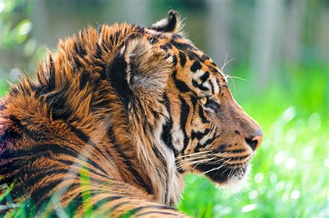 Wallpaper Sumatran Tiger Hd 4k Animals 4114