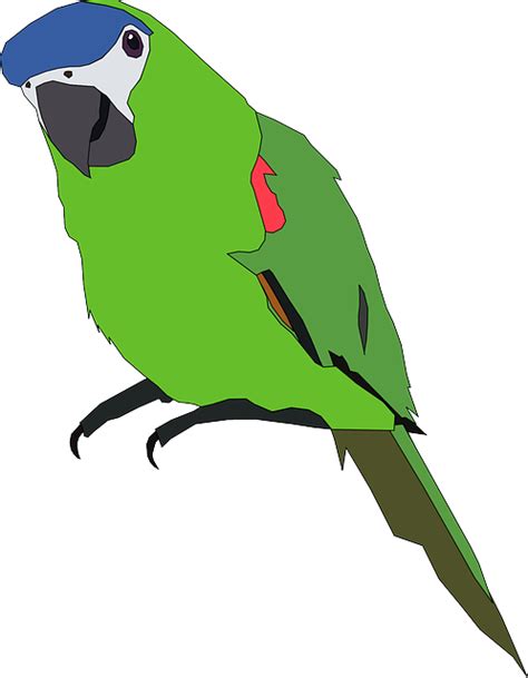 Loro Pájaro Animal Gráficos Vectoriales Gratis En Pixabay