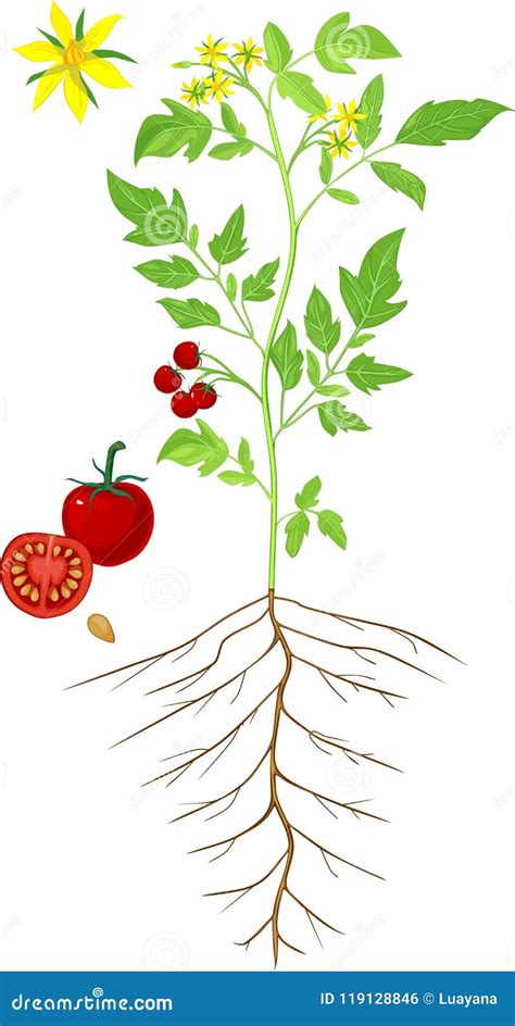 Morphology Of Flowering Tomato Plant Stock Vector Illustration Of Green Axillary 119128846