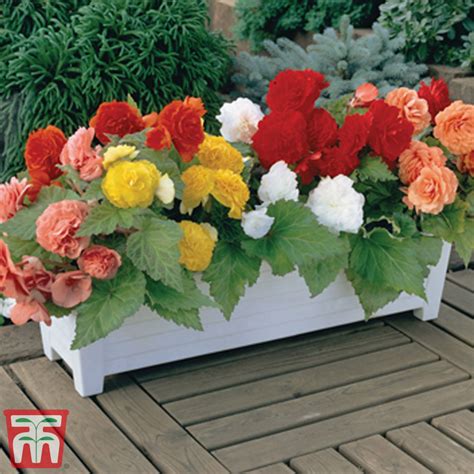 Genus begonia can be annuals, evergreen or details 'tiger paws' is a rhizomatous begonia to 25cm, with rounded, lobed dark. Begonia bowerae 'Tiger Paws', Begonia 'Tiger Paws' in ...