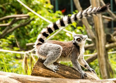 Madagascar Wildlife Tour Ecophiles