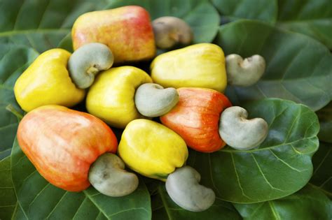 7 Health Benefits Of Cashews Kasoy Arbiemazing Spot