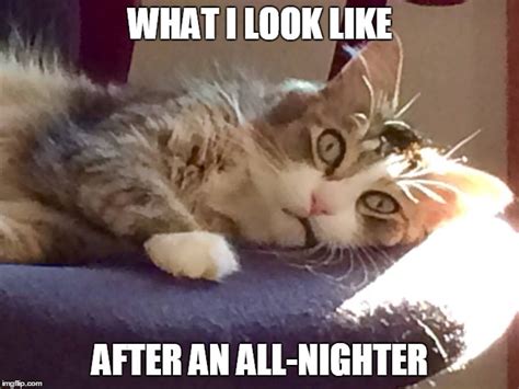 Sleep Get Sleepy Cat Meme Template Pics
