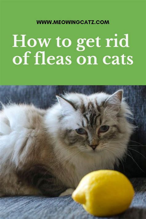 How To Get Rid Of Fleas On Cats Cat Fleas Treatment Cat Fleas Dog