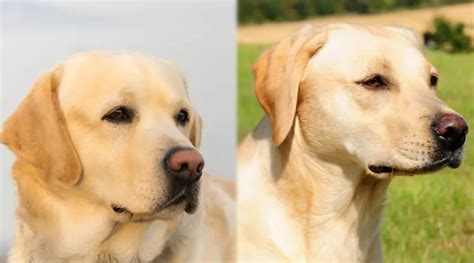 English Labrador Vs American Labrador Whats The Difference