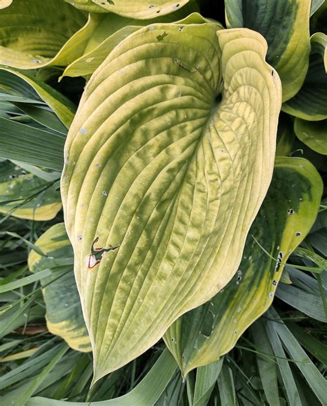 Hosta Jewel Of The Nile Seeds Duluth Hosta Co Buy Hosta Seeds