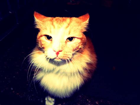 Evil Cat by Reymond-P-Scene on DeviantArt