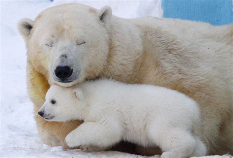Polar Bear With Baby Ijsbeer Met Baby Baby Ijsberen Ijsbeer Dieren