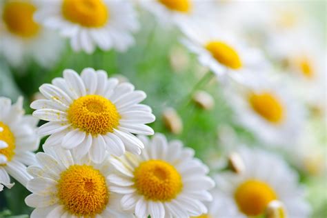 Daisies White Daisies Wallpapers And Images Wallpapers Pictures Photos
