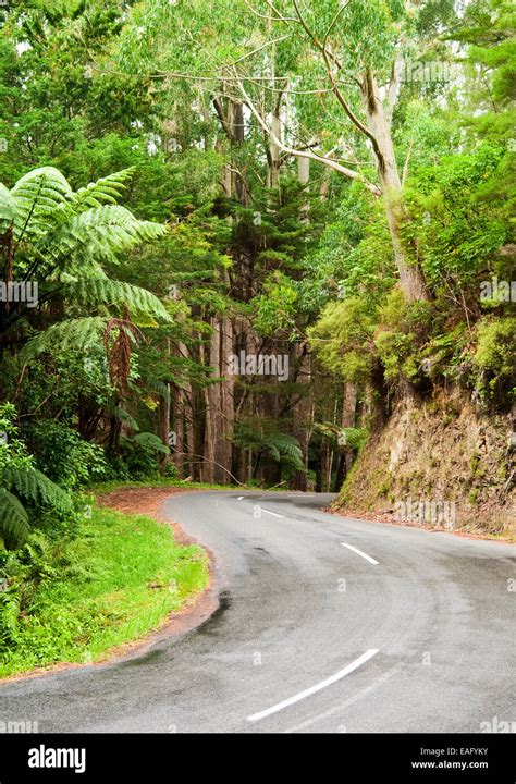 Winding Road Through A Rainforest New Zealand Stock Photo Alamy