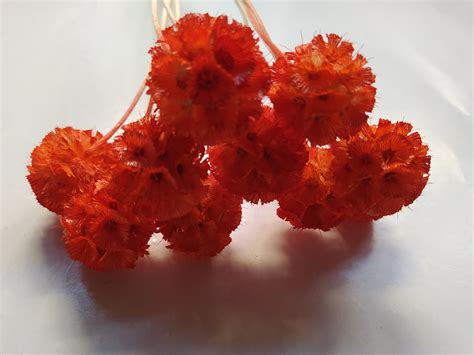 Dried Scabiosa Stellata Pods Pure Orange Color For Bouquets Etsy