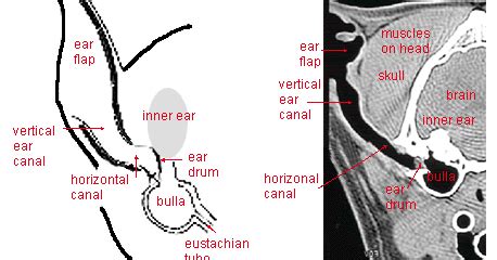 Examining and Medicating the Ears of a Dog - Pets Cute and Docile