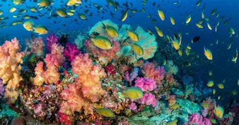 Korallenriffe existieren seit über 225 millionen jahren und gehören damit zu den ältesten bekannten ökosystemen der welt. 5 Tipps für den Schutz der Korallenriffe in deinem Urlaub ...
