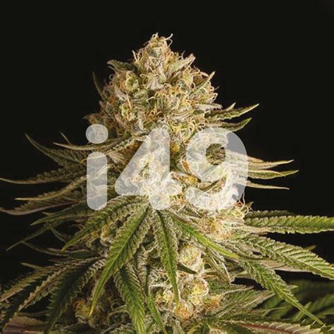 Buy Critical Kush Fem Cannabis Seeds I49 Usa