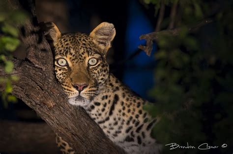 Spotted Beauty By Brendon Cremer On 500px Wild Cats Beauty Leopards