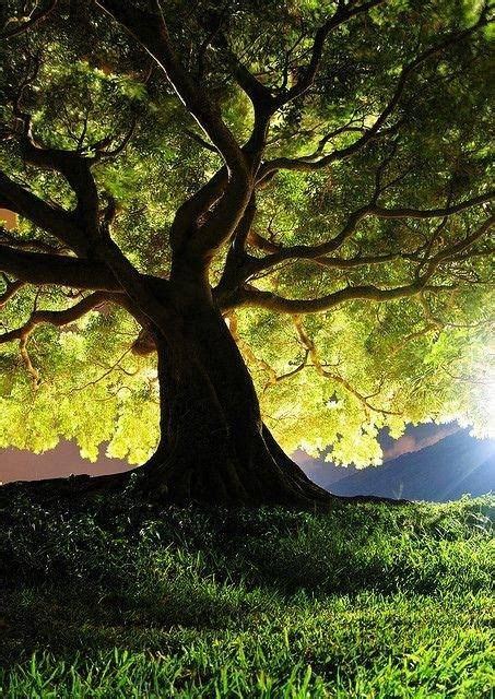 Cette Existence Le Site De Maître Zen Nature Tree Beautiful Tree