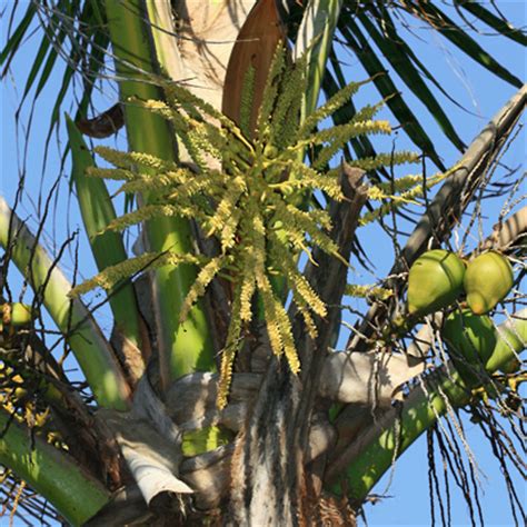 Palm tree sayings | palm tree at sunset image via wallpapershd. Cocos nucifera - Coconut Palm, Niu - Hawaiian Plants and ...