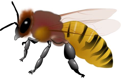Clipart Bee Honey Bee Clipart Bee Honey Bee Transparent Free For