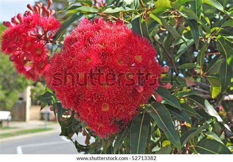 Red Flowers Gum Tree Eucalyptus Phytocarpa Stock Photo 52713382