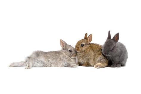 She may be psyching her self up for a jump or she might be using the head shake as a way of assuring herself of depth perception. Why Is My Rabbit Shaking? - Causes and Treatment