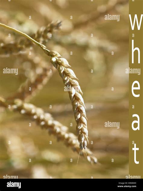 Close Up Of Golden Grains Of Wheat Stock Photo Alamy