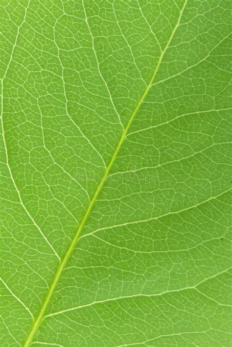 Green Leaf Texture Stock Image Image Of Chlorophyll Leaf 7535383