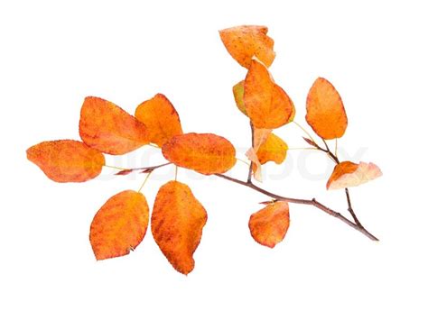 Autumn Branch Of Tree Stock Image Colourbox