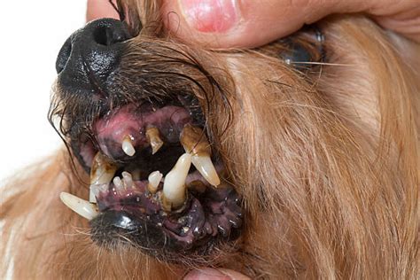 Rotten Dog Teeth Stock Photos Pictures And Royalty Free Images Istock