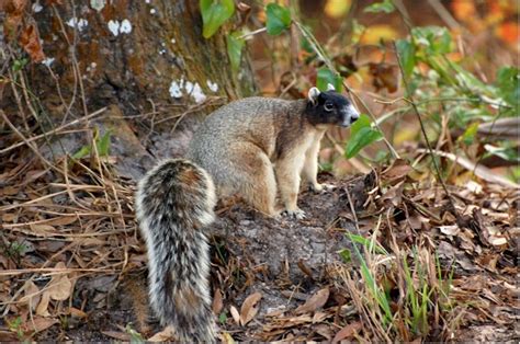 Big cypress fox squirrels consume the following food items in natural habitats: Wanda S. Horton Interior Design Blog: Georgia on My Mind ...