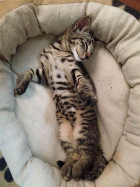 Bengal Belly Cute Animals Bengal Cat Spotted Cat