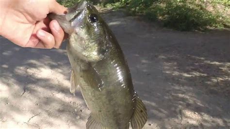Bass Fishing At Green Valley Lake Underwater Footage Youtube