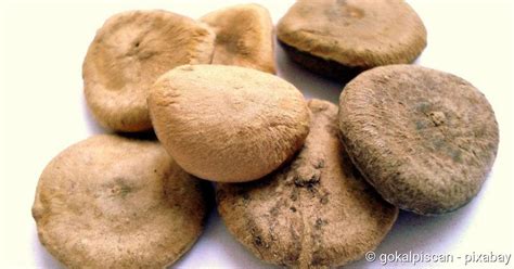 Es scheint sie nichts zu quälen. Die Besten Ideen Für Unverdaute Nahrung Im Stuhl - Beste ...