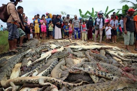 Mimpi melihat buaya di kebun binatang. Ngeri! 292 Ekor Buaya Dibantai Warga, Pelaku Bisa Kena Ini