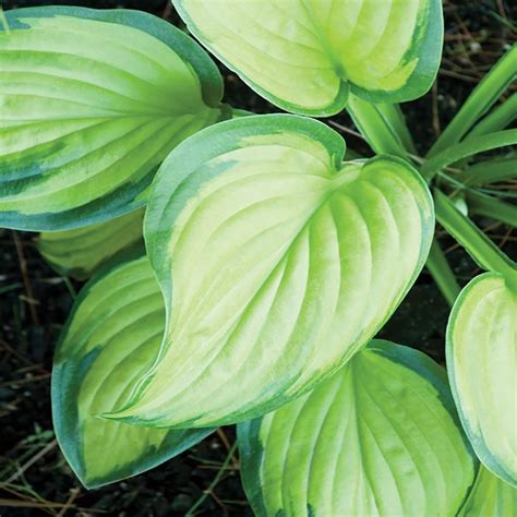 Welcome Your Visitors With This 1 Gal Vigoro Stained Glass Hosta The