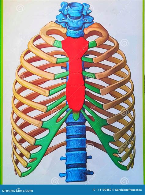 Rib Cage Drawing How To Draw A Rib Cage Drawingnow The Rib Cage Is