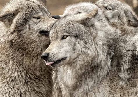 Adult Timber Wolf Pack In Play Session Cool Wildlife