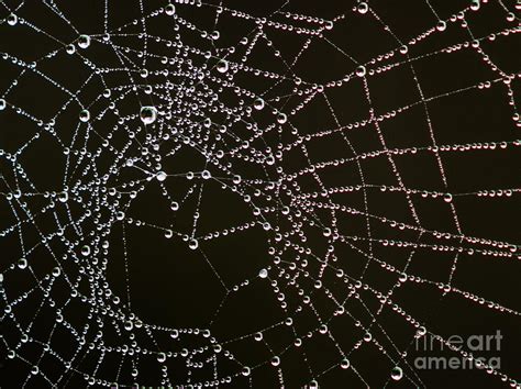 Dew Drops On Spider Web 4 Photograph By Tracy Knauer Fine Art America