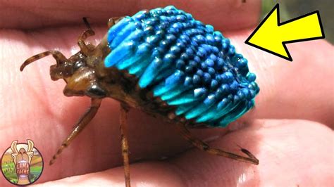 Les 10 Insectes Les Plus Incroyables Du Monde Lama Faché Youtube