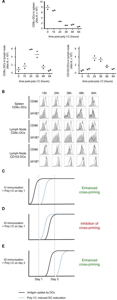 Poly I C Induces Rapid Dc Maturation Mice Were Injected I V With Download Scientific Diagram