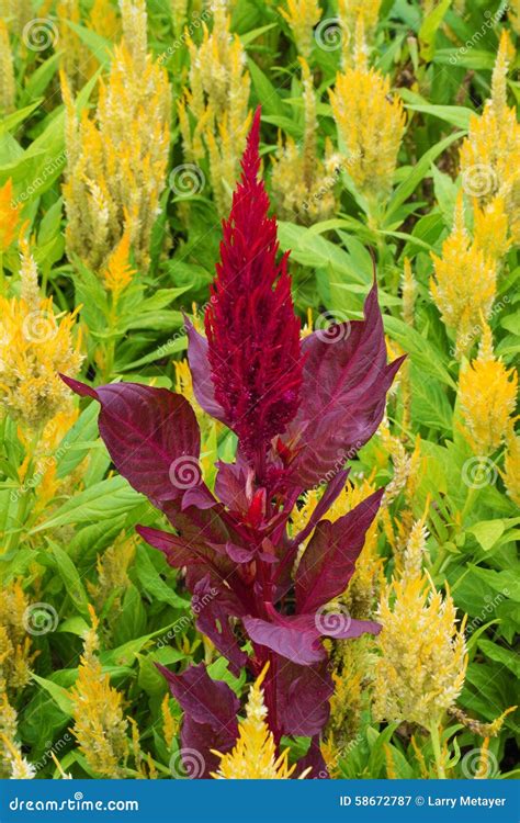 Celosia Cristata Flower In Bloom Stock Image Image Of Celosia Beauty