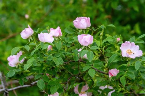 How To Transplant Wild Rose Bushes Hunker