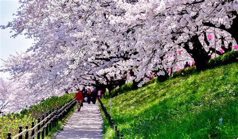 Tobu Spring Festival Enjoy Spring In Japan｜tobu Railway
