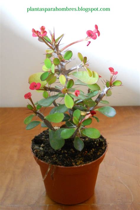 Dejá que se drene bien, antes de sacarla con cuidado de la maceta, usando papel periódico o guantes de jardinero para protegerte las manos de las espinas. Plantas para hombres: euphorbia