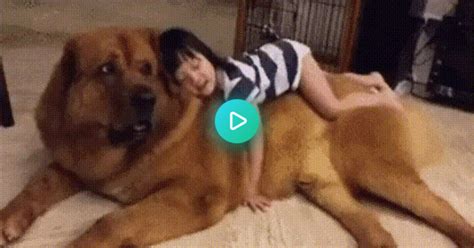 Girl And Her Big Dog  On Imgur