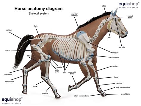 Horse Anatomy Skeleton