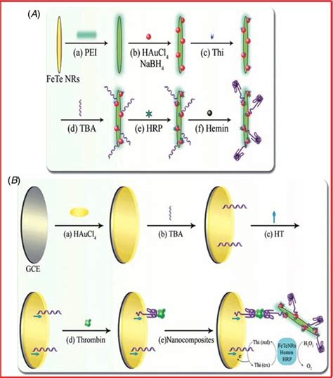 A Preparation Procedure For Aptamers Thi And HRP As Well As Hemin